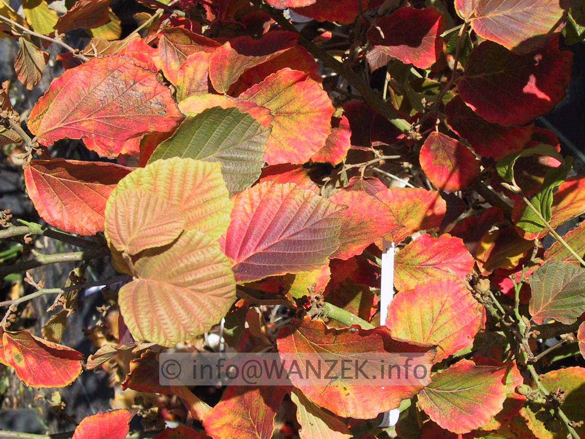 Hamamelis Jelena Herbst.JPG